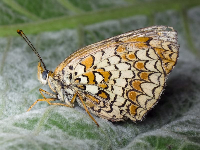 Melitaea phoebe (Denis & Schiffermuller, 1775)